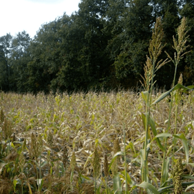 Domaine de Buisson Havre